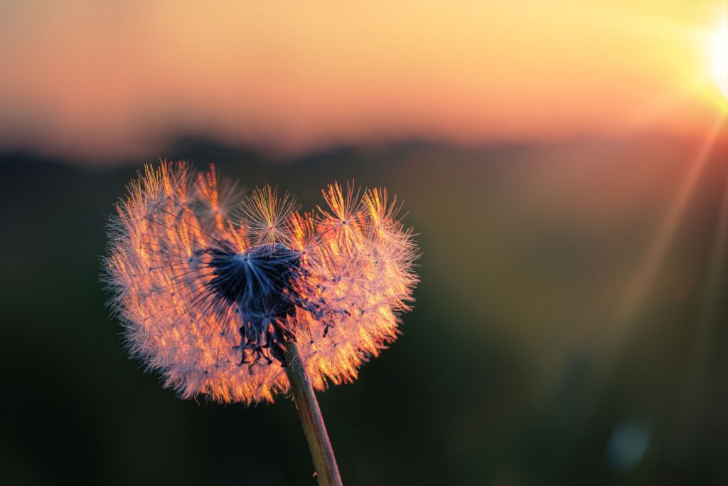 fleur de pissenlit soufflée par le vent, devant un coucher de soleil, symbolisant le bien être, sans stress