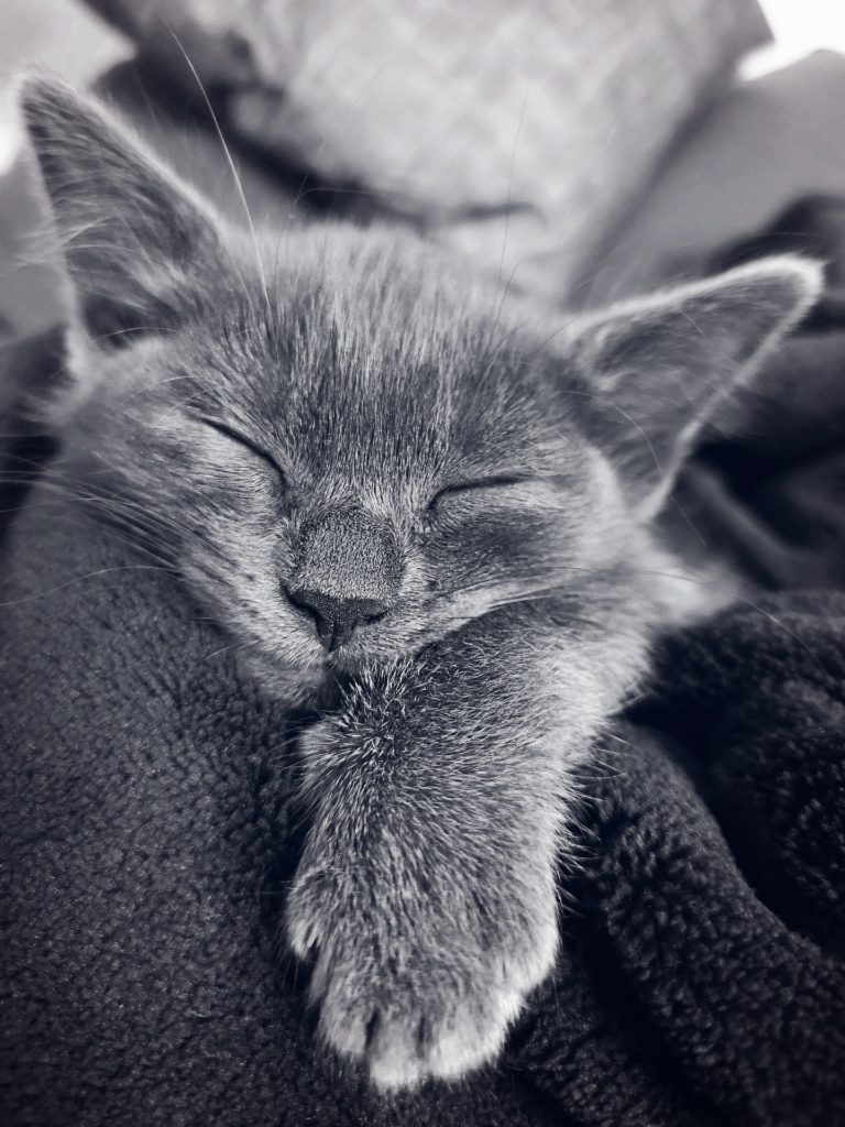 un superbe chat gris dort paisiblement sur une couverture grise.